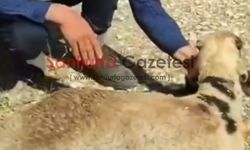 Şanlıurfa'da 15 Metrelik Kuyuya Düşen Koyun İtfaiye Tarafından Kurtarıldı