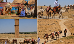 Harran'da Develer Tarihi Sokaklarda Tur Attı: Turizme Renkli Dokunuş