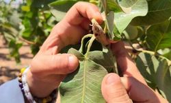 Şanlıurfa'da Fıstık ve Zeytin Üreticileri İçin Hayati Uyarılar