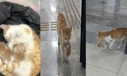 Şanlıurfa’da anne kedi öyle bir şey yaptı ki aklıyla hayran bıraktı!