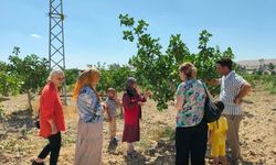 Şanlıurfa’da  Sebze Ve Fıstık Bahçelerinde Hastalık Kontrolü