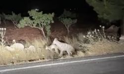 Şanlıurfa’da yaşananlar vahşi ormanları aratmadı: Sırtlan avı ezber bozdu!