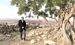 Şanlıurfa’nın asırlık bereket çınarına, Şanlıurfa Valiliğinden özel dokunuş