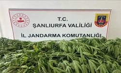 Bahçe değil kenevir tarlası: Şanlıurfa’da o şahsa gözaltı!