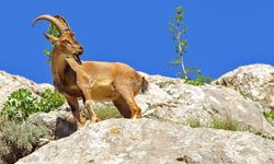 12 Adet Yaban ve Melez Yaban Keçisi Avlattırılması İhale İlanı
