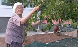 "Dutlar Heba Olmasın" Diyerek Pekmez Üretiyorlar