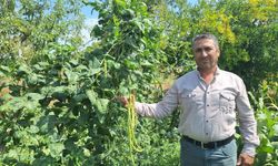 Bu karnıkara severlerini mahalleye akın akın getiriyor: Fiyatı belli oldu