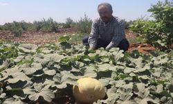 Şanlıurfa’da ata tohumları meyvelerini verdi: Asırlık lezzetler topraktan sofrayla buluşuyor