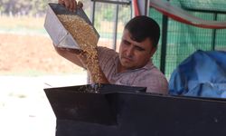 Yerli tohum dönemi Şanlıurfa'da standartları gerisinde bıraktı