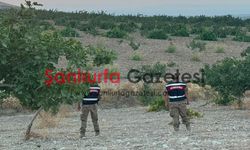 Şanlıurfa’da jandarmadan fıstık sezonunda gece gündüz güvenlik mesaisi