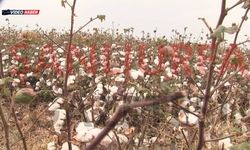 Şanlıurfa Olmasa Pamuk Yok! İşte İllerin Üretim Haritası