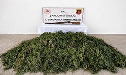 Şanlıurfa’da kenevir operasyonu: 1 gözaltı!