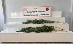 Şanlıurfa’da JASAT ve ilçe jandarmadan kök keneviri operasyonu: 2 gözaltı!