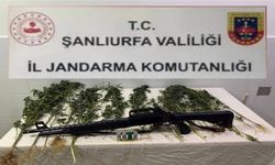 Şanlıurfa’da Hint keneviri operasyonu: 1 gözaltı!