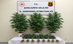 Şanlıurfa'da kenevir operasyonu!