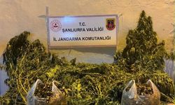 Orman değil kenevir tarlası: Şanlıurfa'da zehir tacirlerine darbe!