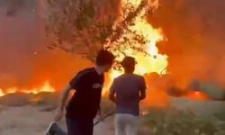 Şanlıurfa'da yerleşim alanına sıçrayan yangın panik yarattı!