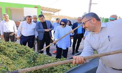 Şanlıurfa’da fıstık hasadı başladı: Vekil Yazmacı ilk hasada katıldı