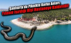 Şanlıurfa'da piknikte korku anları: Yılanın ısırdığı kişi hastaneye kaldırıldı