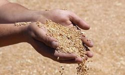 Şanlıurfa'da mısır, arpa, buğday... hangi ürün ne kadar? TÜRİB endekslerinin son durumu belli oldu