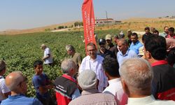 Şanlıurfa’da Pamuk Tarlalarında Uygulamalı Eğitim Verildi