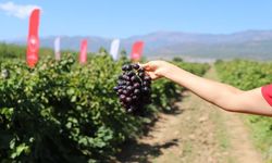 Hatay'ın verimli topraklarından Şanlıurfa sofralarına uzanacak yolculuk başladı
