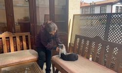 İki Kardeş Kediden Dikkat Çeken Görüntü!
