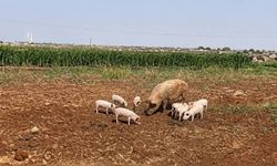 Şanlıurfa’da görülen domuz sürüsü paniğe sebep oldu!