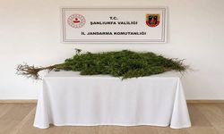 Şanlıurfa'da hint keneviri operasyonu: Gözaltı var!