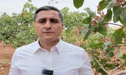 CHP'li Karadağ'dan Şanlıurfalı fıstık üreticisini rahatlatacak çağrı
