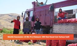 Günlük Kazançları 10 Bin TL’yi Buluyor: 300 Kişi Hasat İçin Tarlaya İndi!