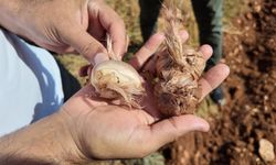 Şanlıurfa’da Yüzyıllar Sonra Yeniden! Tarihi Safran Toprakla Buluştu