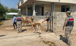 Dolandırıcıların oyununu Şanlıurfa jandarması bozdu!