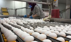Afyonkarahisarlı Yumurta Üreticilerinin Gözü Tahıl Koridoru ve Ham Madde Desteğinde