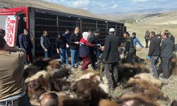 Erzurum’dan Şanlıurfa’ya Hayvan Sevkiyatında Feci Kaza: 130 Hayvan Telef Oldu