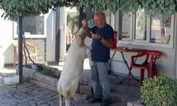 Şanlıurfa’da Yavruyken Sütle Beslediği Kuzusuyla Ayrılmaz İkili Oldu