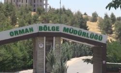 Şanlıurfa Orman Fidanlık Müdürlüğü İhaleye Çıkıyor: Son Gün 2 Kasım!