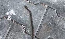 Şanlıurfa’da Yavru Yılan Paniği!