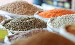 Şanlıurfa'da mısır, arpa, buğday... hangi ürün ne kadar oldu? Zahireciler pazarında son durum belli oldu!