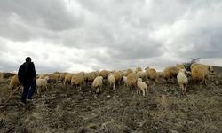 Şanlıurfa’da Ceylanpınar TİGEM’den 6 bölge için büyük çobanlık alımı: Şartlar belli oldu