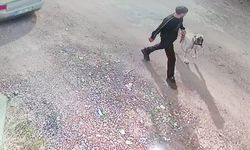 Şanlıurfa’da Kangal Köpeğini Böyle Çaldılar! Görüntüler Kamerada