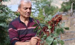 Şanlıurfa’nın da Aldığı Sumağın Hasadı Başladı: Fiyatı Dikkat Çekiyor