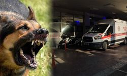 Şanlıurfa’da Başıboş Köpek Dehşeti! 8 Yaşındaki Çocuğa Saldırdılar