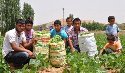 GAPta ürün çeşitleniyor