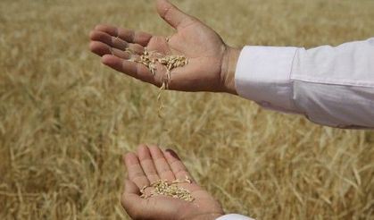 Çiftçinin alın teri değerini buluyor: Ceylanpınar TİGEM’den Şanlıurfa’da 200 Milyon liralık dev buğday ihalesi!