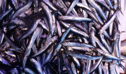 Hamsi tezgâha gelmekte naz ediyor