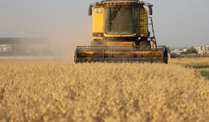 Şanlıurfa Büyükşehir Belediyesi’nden 90 Dönümde Nohut Hasadı