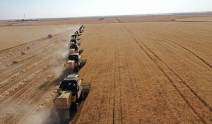 Şanlıurfa Ceylanpınar’da 200 Bin Ton Buğday Hasadı Başladı