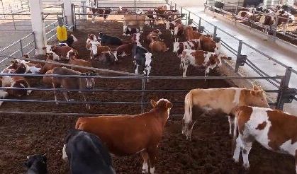 Türkiye’nin Et Üssü Şanlıurfa Oluyor