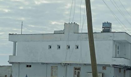 Şanlıurfa Yeniköy Mahallesi İki Gündür Elektriksiz